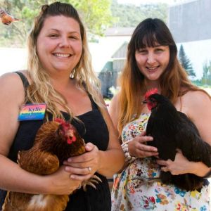 chook girls